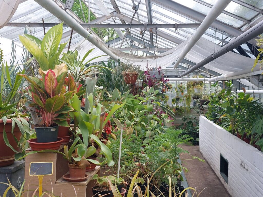 09:30-11:45 - Verkoop bloemen, planten, groenten, enz.